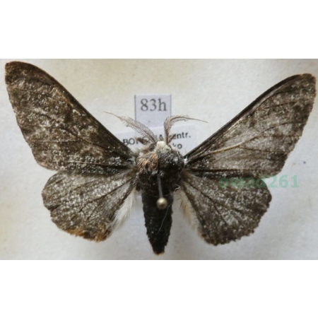 Biston betularia (Linnaeus, 1758) Krępak nabrzozak Czech83h